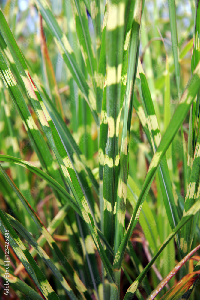 Fototapeta premium Leaves / Strange striped long leaves