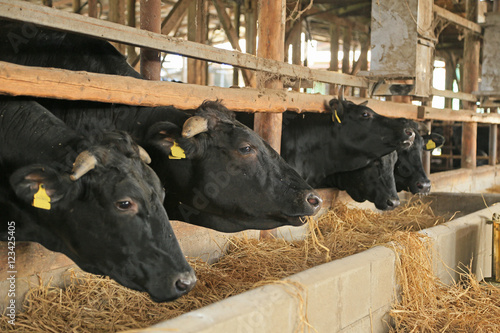 肉牛の飼育
