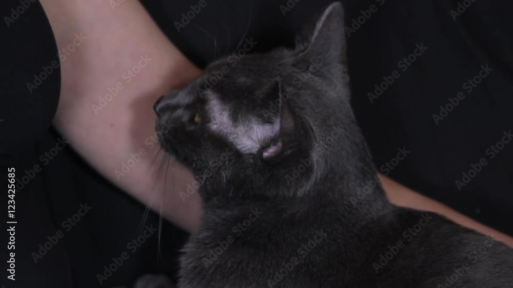 Beautiful Russian Blue Cat Sitting Next To Owner, Looking At The Camera Beautiful Russian Blue Cat Sitting Next To Owner, Looking At The Camera