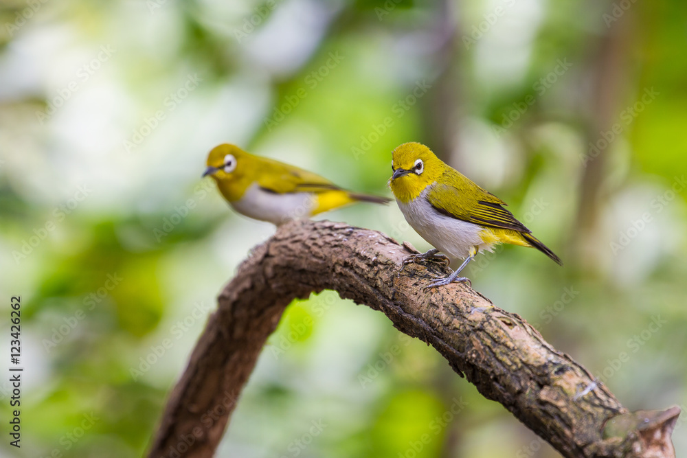 Obraz premium Oriental White-eye Bird of Thailand