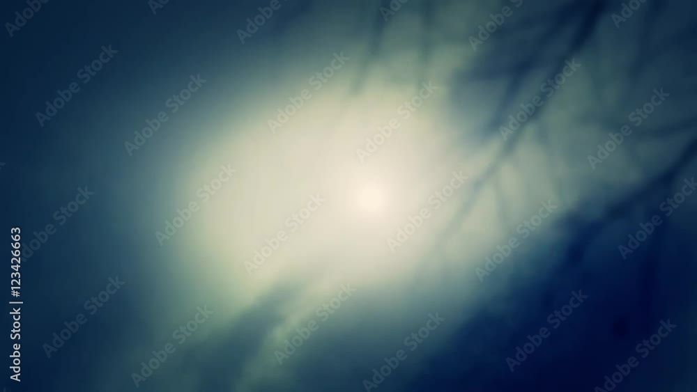 Misty atmosphere. Tree Branch through a fog Misty atmosphere. Tree Branch through a fog
