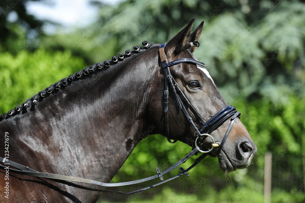 Obraz premium Pferdeportrait