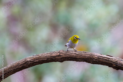 Oriental White-eye Bird of Thailand