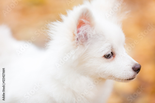 Cute white puppy © len44ik