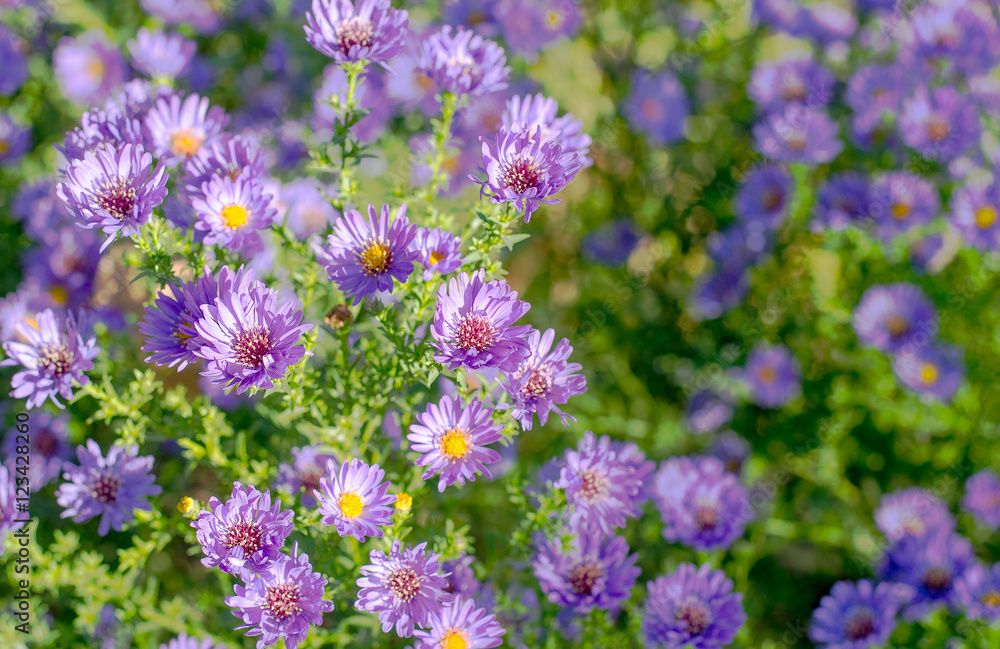 Obraz premium autumn flowers