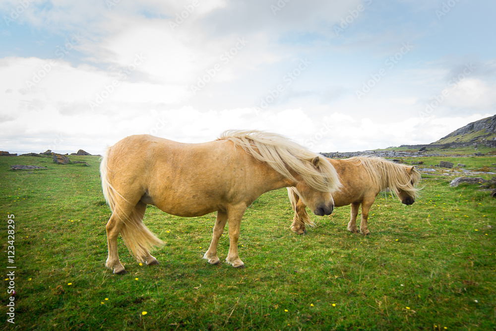 Fototapeta premium Pony free Irish beach
