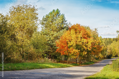 Forest autumn road.