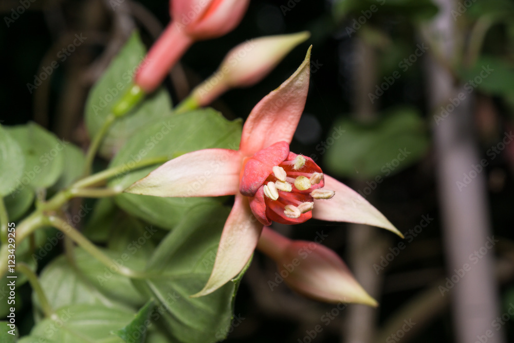 Fototapeta premium Macro photo of blooming colorful flowers