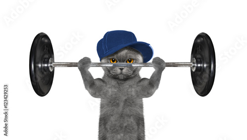 Fototapeta Naklejka Na Ścianę i Meble -  Sport. Cat is going to do exercise with weight