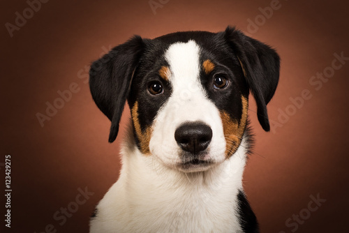 Hundegesicht auf braun - Junghund im Portrait - brauner Hintergrund 