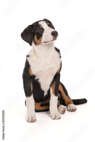 Treuer Hundeblick - Appenzeller Sennenhund freigestellt  © von Lieres