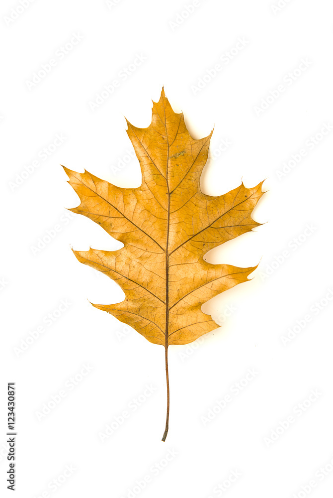 Fototapeta premium Dry fallen autumn leaf of a tree on white