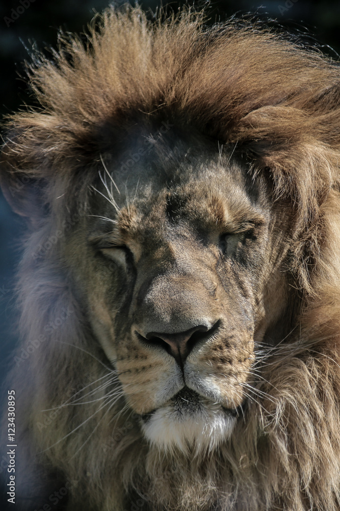 Fototapeta premium Afrikanischer Löwe