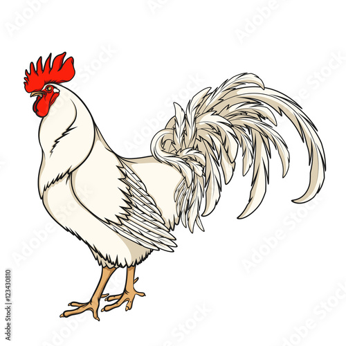 White rooster or cock. Color isolated vector illustration on white background