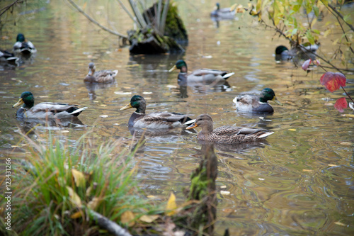 Flock of Ducks