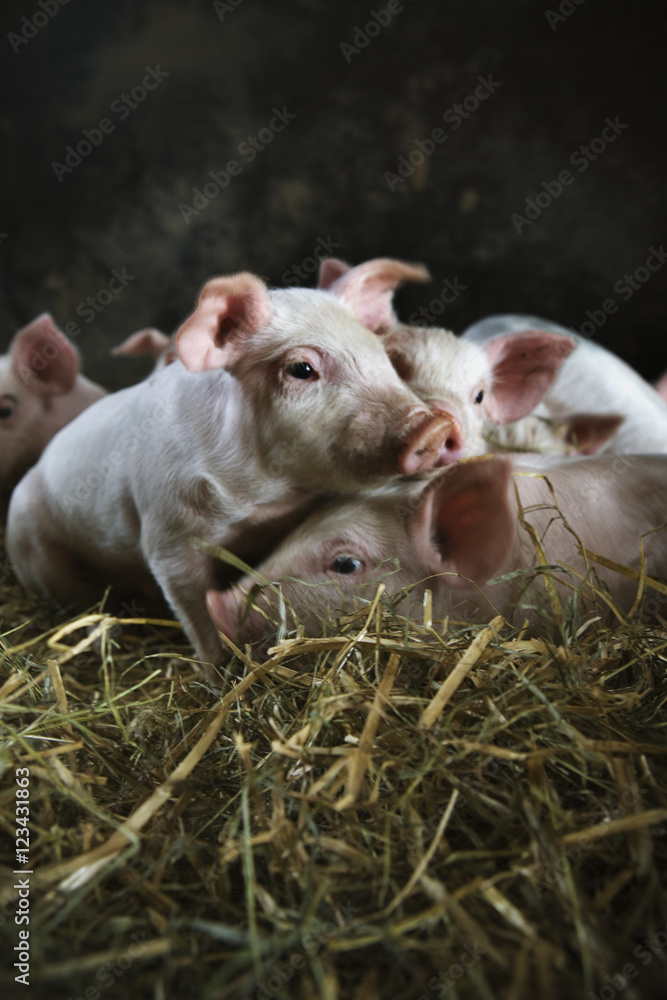 Ecological piglets, Skane, Sweden. Ecological piglets, Skane, Sweden.