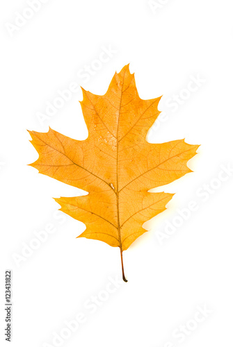 Dry fallen autumn leaf of a tree on white