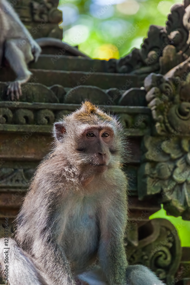 Monkey in forest park in Ubud - Bali Indonesia
