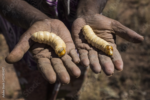 Midsection of man holding witchetty grubs in palms photo