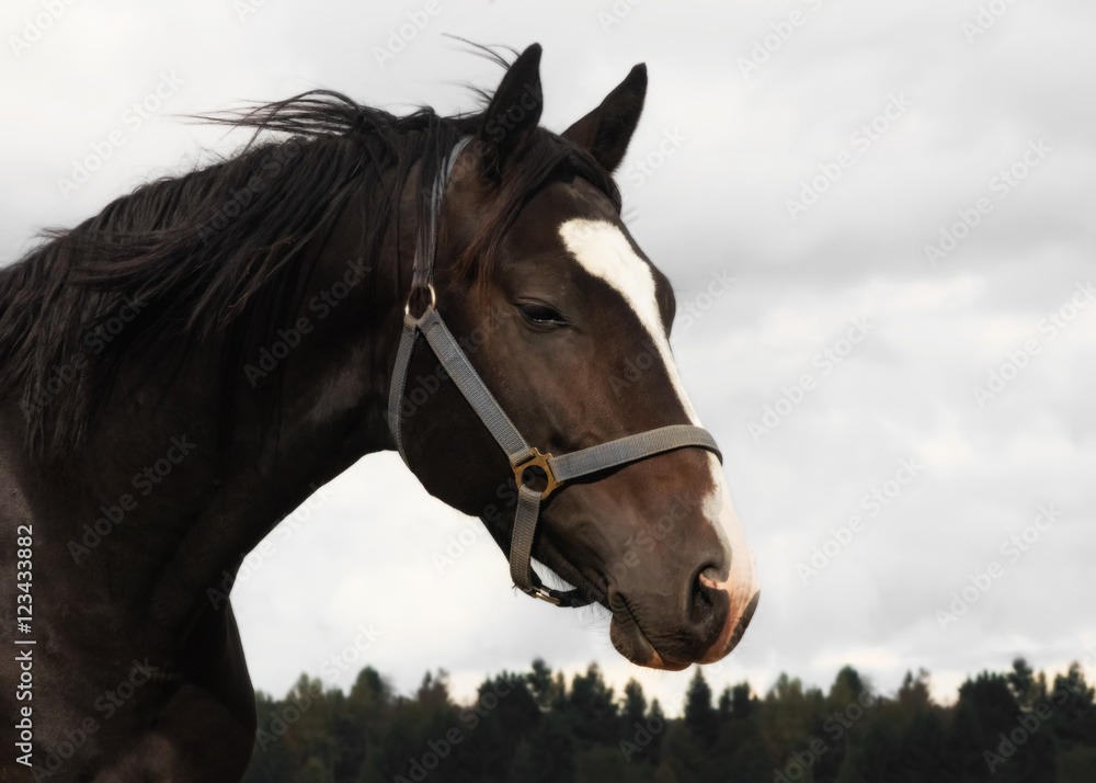 Wind in the mane of a brown warmblood horse Wind in the mane of a brown warmblood horse