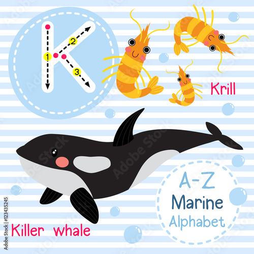 K letter tracing. Killer whale. Krill. Cute children sea marine alphabet flash card. Funny cartoon animal. Kids abc education. Learning English vocabulary. Vector illustration.