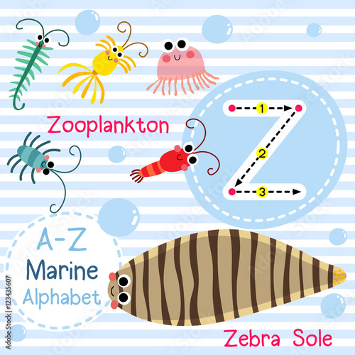 Z letter tracing. Zooplankton. Zebra Sole. Cute children sea marine alphabet flash card. Funny cartoon animal. Kids abc education. Learning English vocabulary. Vector illustration.