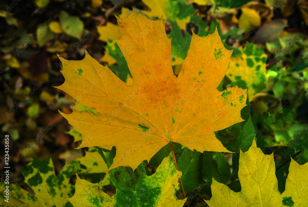 orange maple leaf orange maple leaf