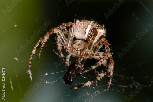 Araignée entourant de toile un insecte macro photo