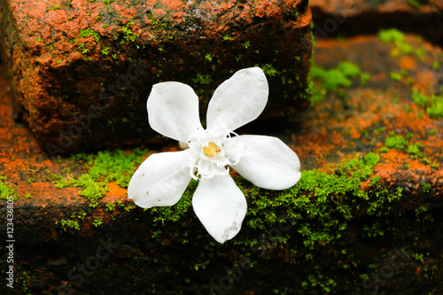 White inda flower on old brick photo