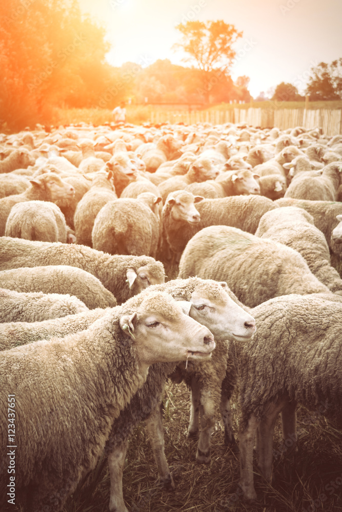 Fototapeta premium Flock of sheep