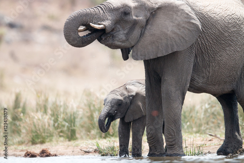 Drinking herd of Elephants.