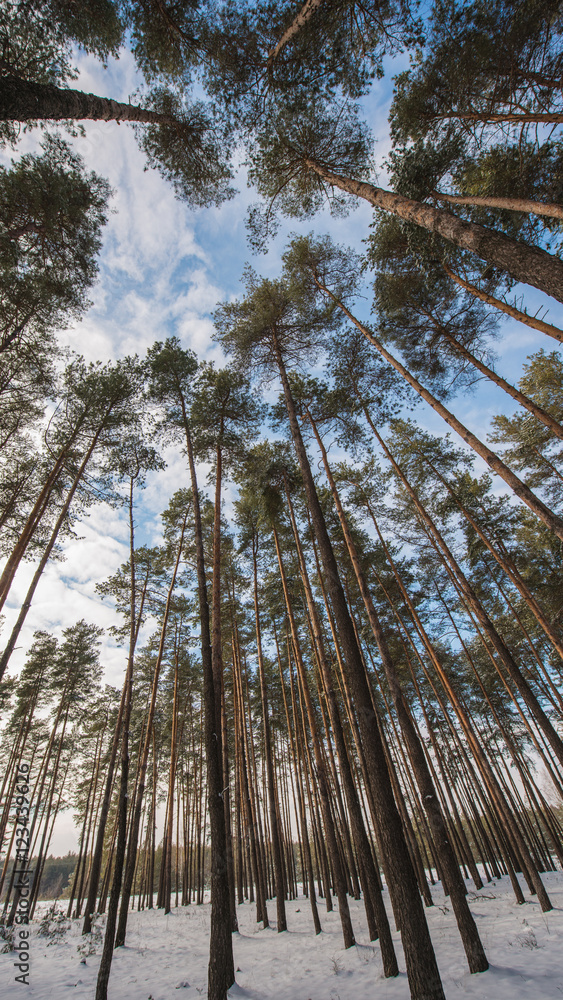 Fototapeta premium Pine trees against the sky