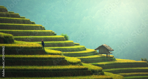 Canvas Print Rice fields on terraced of Mu Cang Chai, YenBai, Vietnam