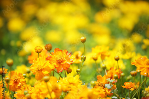 yellow cosmos flower © sakhorn38