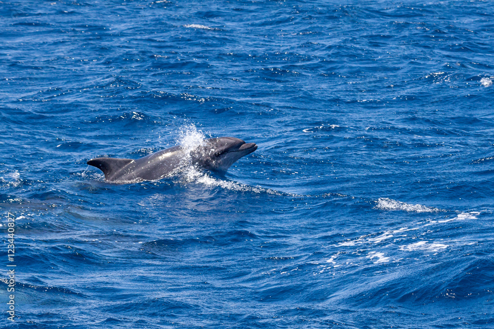 Naklejka premium Bottle-nosed Dolphin swimming in Ocean near Sao Miguel, Azores, Portugal