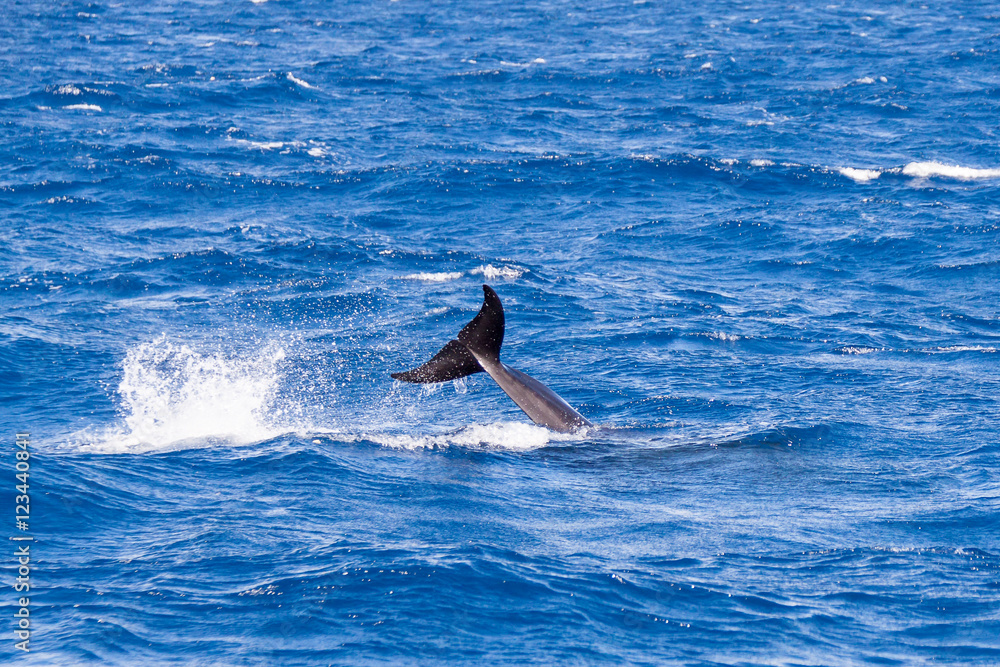 Fototapeta premium False Killer Whale Jumping near Sao Miguel, Azores, Portugal