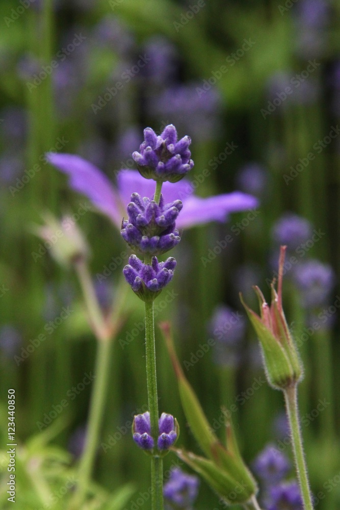 Naklejka premium lavande