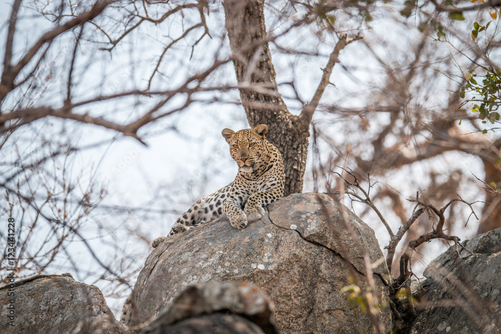 Obraz premium Leopard on the rocks.