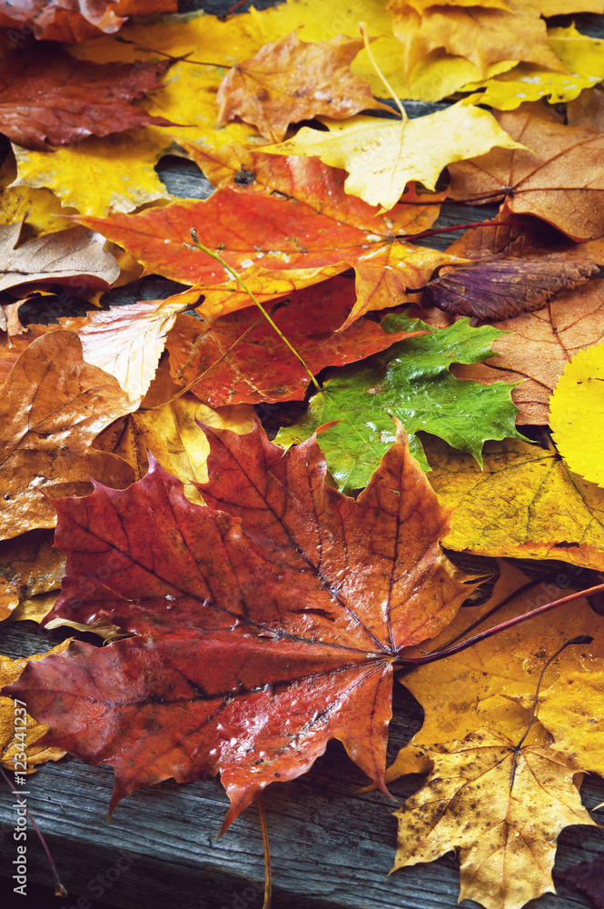 Wet autumn leaves on the boards Wet autumn leaves on the boards