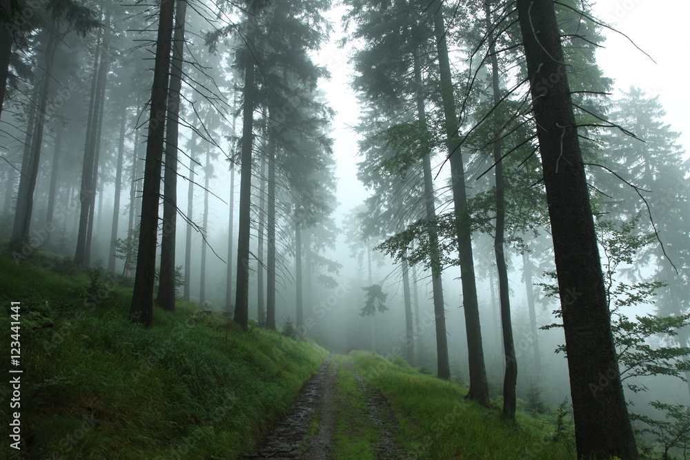 Obraz premium Forest