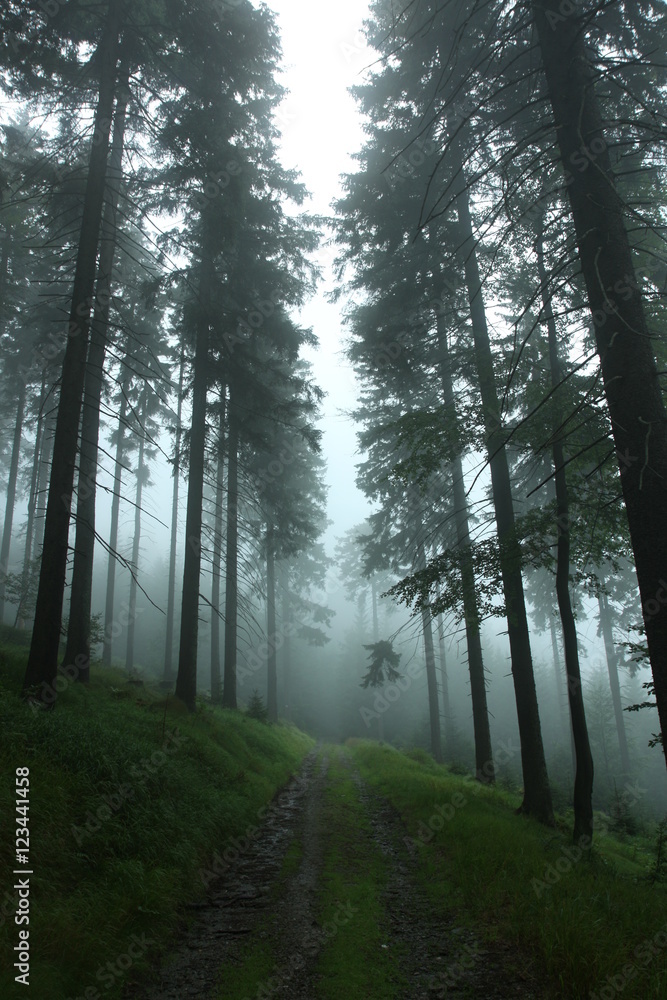 Forest Forest