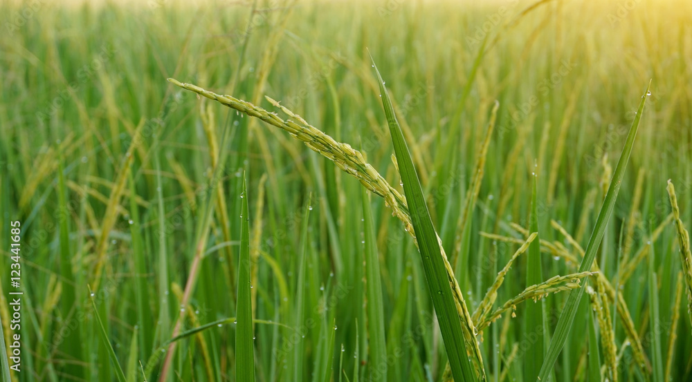 Close up rice field in the morning with dew Close up rice field in the morning with dew