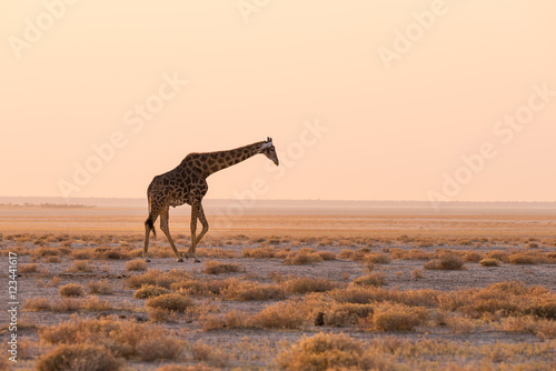 Giraffe walking in the bush on the desert pan at sunset. Wildlife Safari in the Etosha National Park, the main travel destination in Namibia, Africa. Profile view, scenic soft light. photo