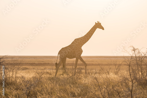 Giraffe walking in the bush on the desert pan at sunset. Wildlife Safari in the Etosha National Park  the main travel destination in Namibia  Africa. Profile view  scenic soft light.