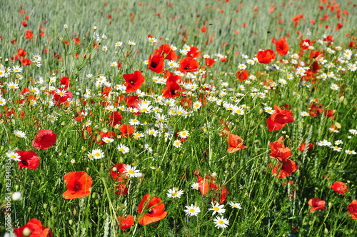 Summer flowers on meadow