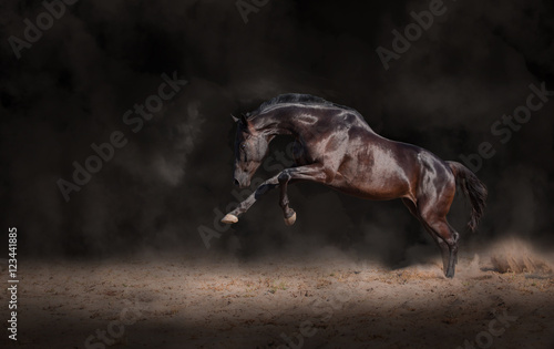 Fototapeta Naklejka Na Ścianę i Meble -  Black horse expressive jump on a black background with the dust