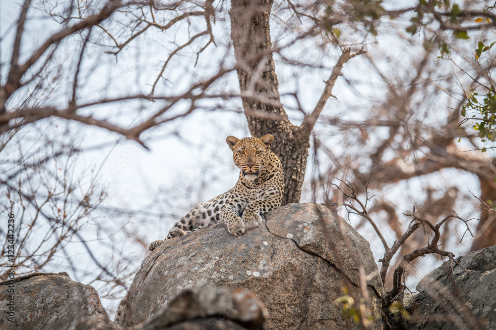 Obraz premium Leopard on the rocks.