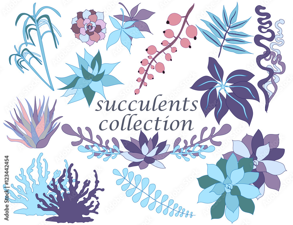 Vector set with succulents,Set of floral succulent elements for your compositions