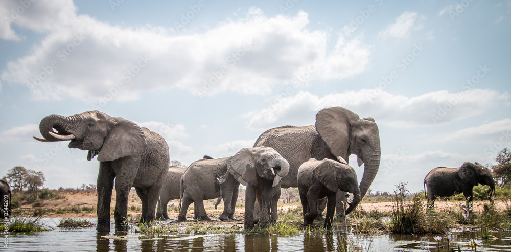 Naklejka premium Drinking herd of Elephants.