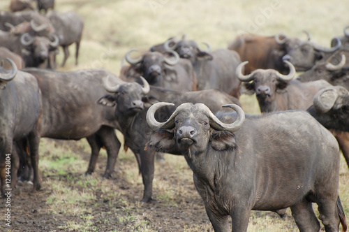Buffalos - Masai Mara - Kenya © Adwo